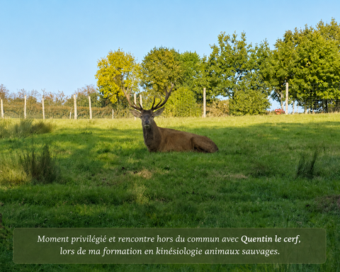 Un accompagnement adapt&eacute; &agrave; votre animal